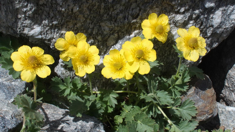 Geum reptans